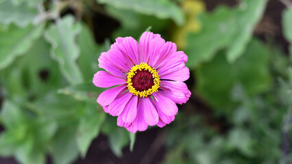 Obraz premium Zinnia elegans. Bredsinnia, also known as sunbow purple flower. summer flower, close-up, top view. beauty in nature. flowerbed in summer. seasonal bloom