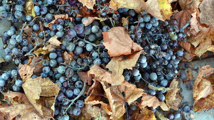 rotten blue grapes. Bunch of ripe grapes with dried berries. Dry season. close-up, background with berries and dry leaves. lost harvest, disease, fungus. abandoned vineyard. winemaking problems