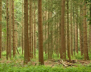 las iglasty drzewa sosny  © Sylwester