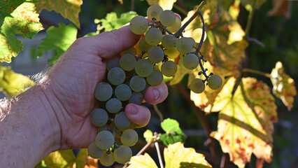 grapes in the farmer's hand. A bunch of grapes. ripe juicy grapes, for making juice or white wine....