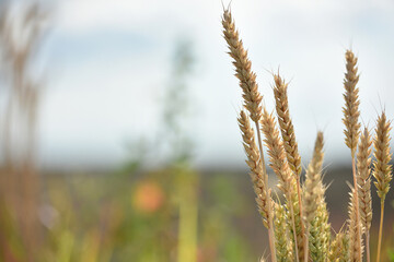 Fototapeta premium spikelets. Close-up of green spikelets of wheat, barley, against a background of green field and sky. Wheat harvest. Close-up, spikelets of cereals on an agricultural field, farming, with copy space.