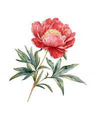 Obraz premium A single pink peony flower with green leaves on a white background.