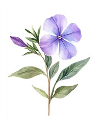 Delicate purple flower with green leaves on a white background.