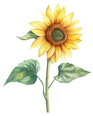 Fototapeta premium A vibrant sunflower with yellow petals and a green center, painted in a watercolor style.