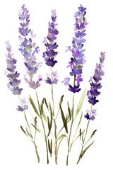 Obraz premium Watercolor illustration of purple lavender flowers with green stems isolated on a white background.