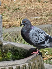 pigeon in the park