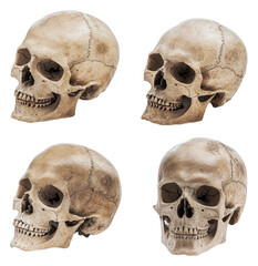 PNG Varied angles of realistic skull models