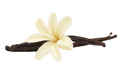 Singular Vanilla Flower isolated on white or transparent background