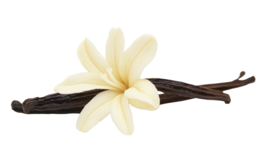 Singular Vanilla Flower isolated on white or transparent background