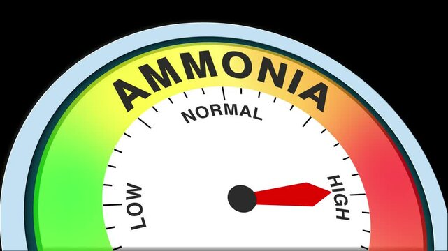 Ammonia Level Text or Word Low and Normal to High Meter Concept Animation on Black Background and Blue Screen
