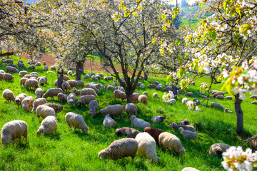 Schafherde_1038 © Dieter Kenz