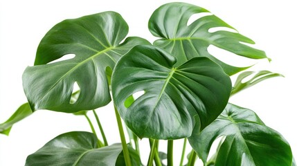 Obraz premium A close-up of lush green Monstera leaves with distinctive splits and holes.