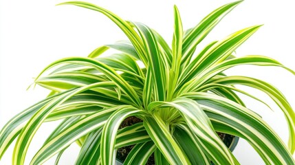 A vibrant green and yellow striped plant in a pot, showcasing its lush foliage.