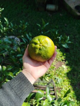 bergamota, tangerina
