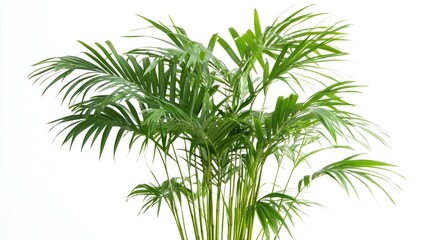 Fototapeta premium Lush green palm plants against a white background, ideal for decoration or indoor gardening.