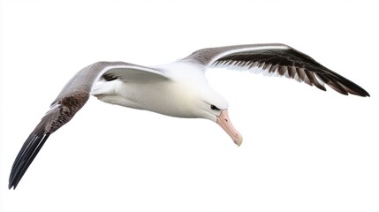 Fototapeta premium Majestic Albatross in Flight Against a White Background
