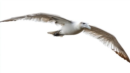 Seagull in Flight Against a White Background