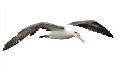 Obraz premium Majestic Albatross in Flight