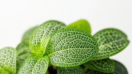 Close-up of green plant leaves showcasing intricate vein patterns.