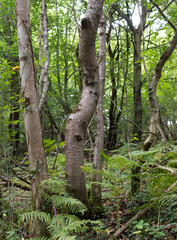 Fototapeta premium sous-bois 