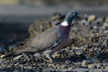 Ringeltaube // Wood pigeon (Columba palumbus)