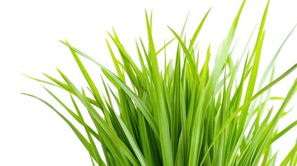 Naklejka premium A close-up of vibrant green grass blades against a white background.
