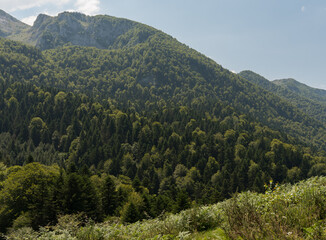 Obraz premium forêt