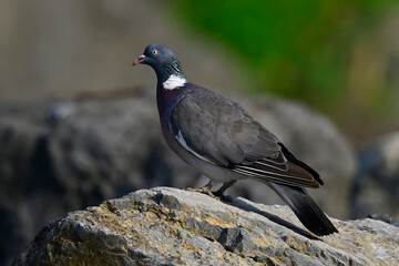 Wood pigeon // Ringeltaube  (Columba palumbus)