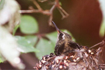 baby hummingbird