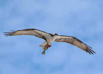 osprey in flight with caught fish
