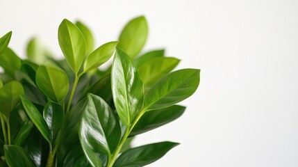 A close-up of lush green leaves against a light background, showcasing plant beauty.