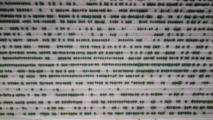 Obraz premium Aerial view of papaya fields in Mexico