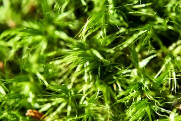 close up of green moss