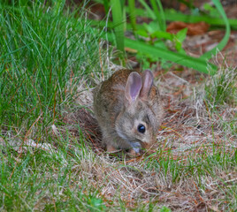 close up on young wild rabbit on the lawn