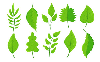 collection of lush green leaves in vector. Intricately detailed leaves for logos, patterns, brochure, website, or social media graphic. Icons for sustainability, global warming, climate change.