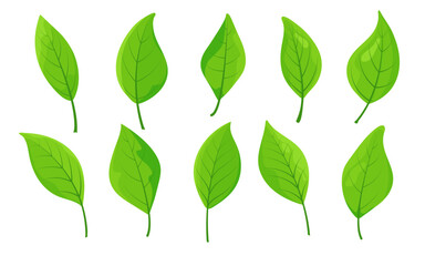 Fresh green leaves collection. Vector illustration of bright foliage isolated on white background. Isolated environmental symbol. Simple vector eco nature collection