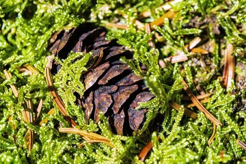 pine cone on the moss