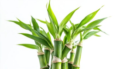 A cluster of vibrant green bamboo shoots with lush leaves against a white background.