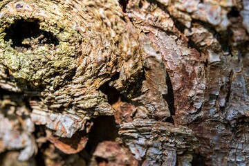 texture of the wood background