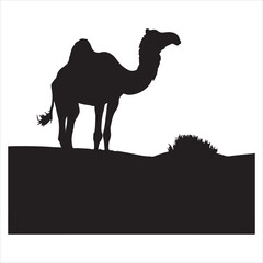 Camel silhouette on white background
