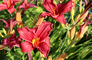 Blooming red lilies with buds on a daylily bush in the garden on a sunny summer day - horizontal photo, close-up, inflorescence