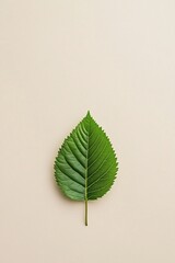 green leaf on light background