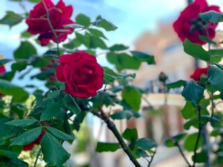 red rose of the sky Italy 