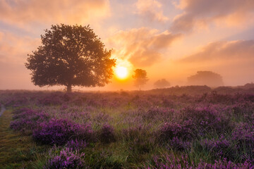 Fototapeta premium Golden sunlight spills across vibrant heather fields, casting a magical glow as the day fades into dusk in the Veluwe Zuiderheide Netherlands