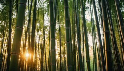 Fototapeta premium bamboo forest and the sun breaks through the stems. Ai generated