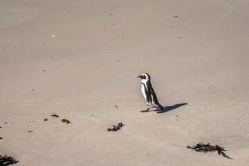 Exposure of Boulders Beach aka Boulders Bay, popular spot because it is the only African beach where Penguins can be seen, Cape Town, South Africa
