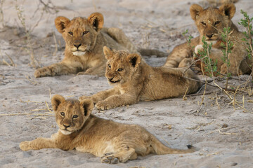 Lion cubs playing seen with their pride on a game drive in Botswana