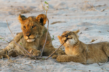 Lion cubs playing seen with their pride on a game drive in Botswana