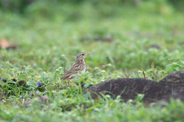 paddyfield pipit or Oriental pipit (Anthus rufulus) observed at Manori near Mumbai in Maharashtra, India