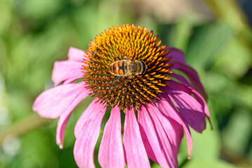 A bee collects nectar on a blooming echinacea bud.